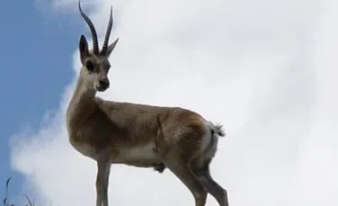 Antilopele invadeaza Rusia