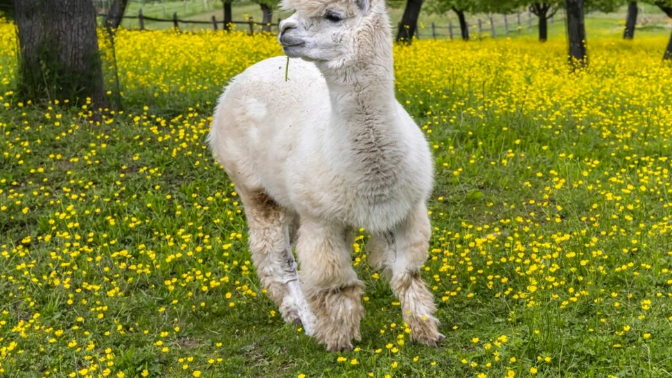 Anticorpii de origine animală ar putea ajuta plantele să lupte cu bolile