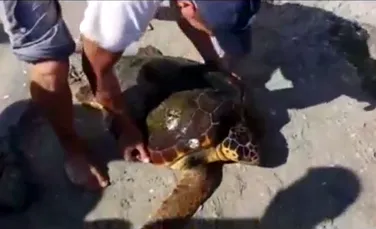 Apariţie spectaculoasă pe plaja de la Vadu: o broască ţestoasă uriaşă, care înoată cu  40 km/oră şi trăieşte în zona Mării Mediterane – VIDEO