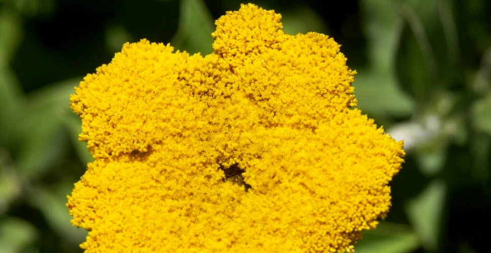 „Noul canabis” ar putea fi o plantă înrudită cu margareta