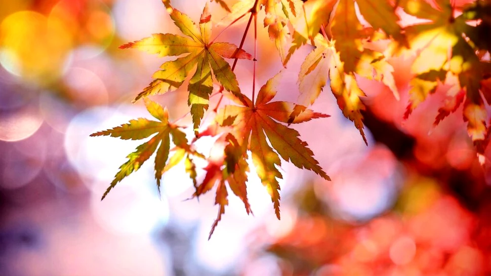 Cum va fi vremea? Temperaturile vor fi mai mari decât normalul perioadei