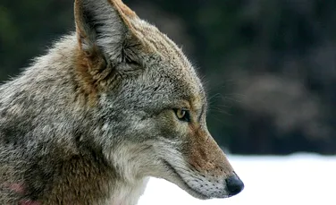 Coioții iubesc o singură dată: ce au descoperit oamenii de știință despre monogamie și doliu în lumea animală