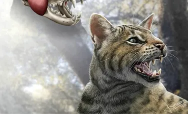 O nouă specie de felină antică a fost descoperită în Spania