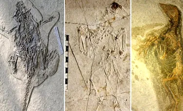 Un „Pompeii al animalelor”: un extraordinar cimitir plin de creaturi preistorice a fost descoperit în China