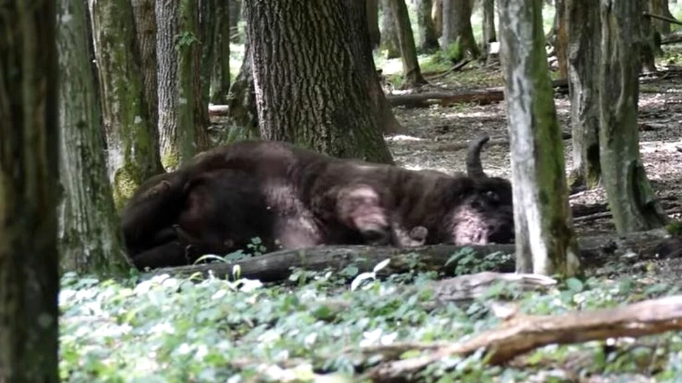 Un zimbru, surprins în timp ce face „baie de praf” într-o pădure din Parcul Natural Vânători Neamț