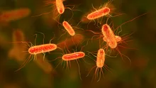 Proteina care ucide E. coli, creată cu ajutorul Inteligenței Artificiale