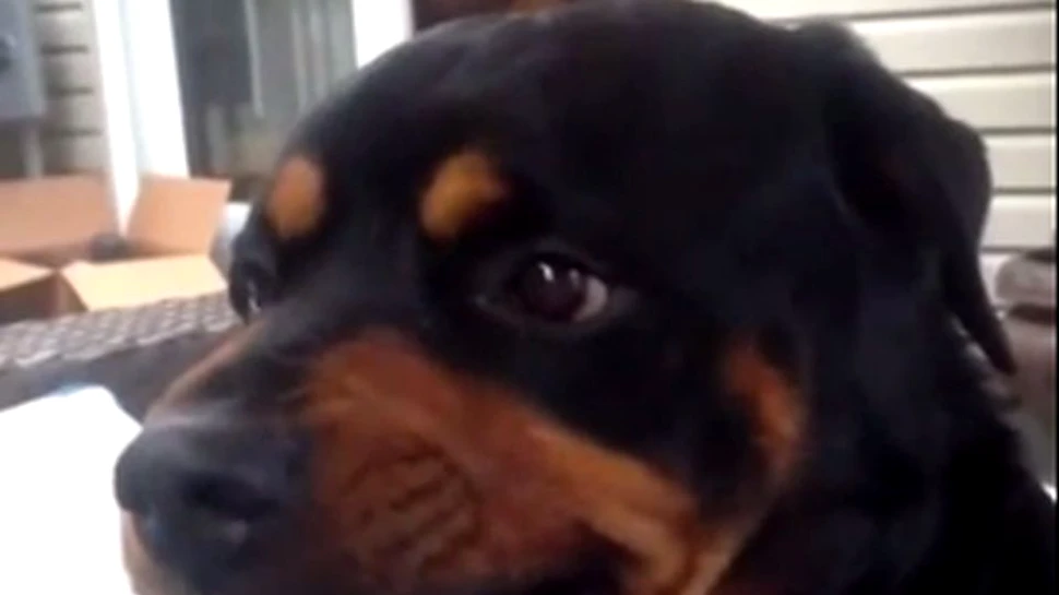 Imagini amuzante: Câinele care se strâmbă la comandă – VIDEO