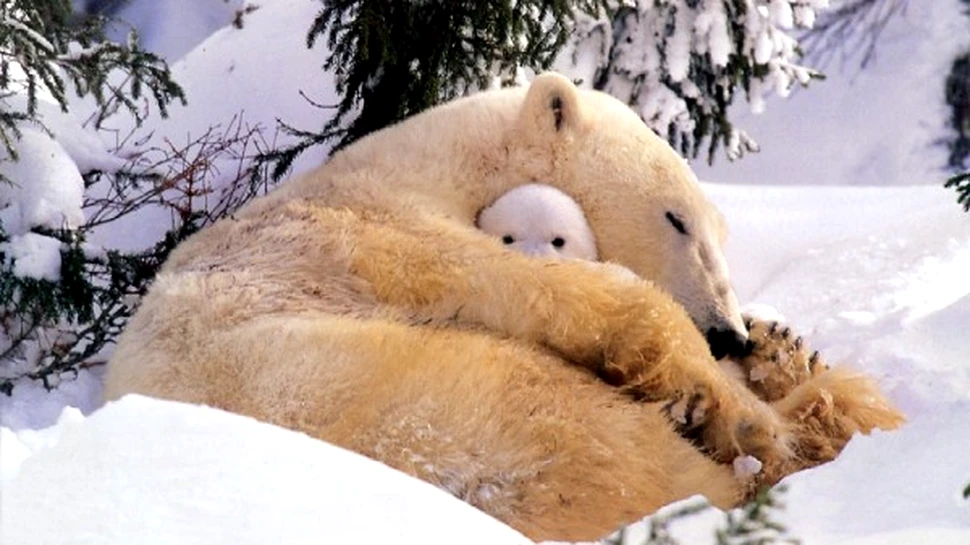 Alaska nu crede in disparitia ursilor polari