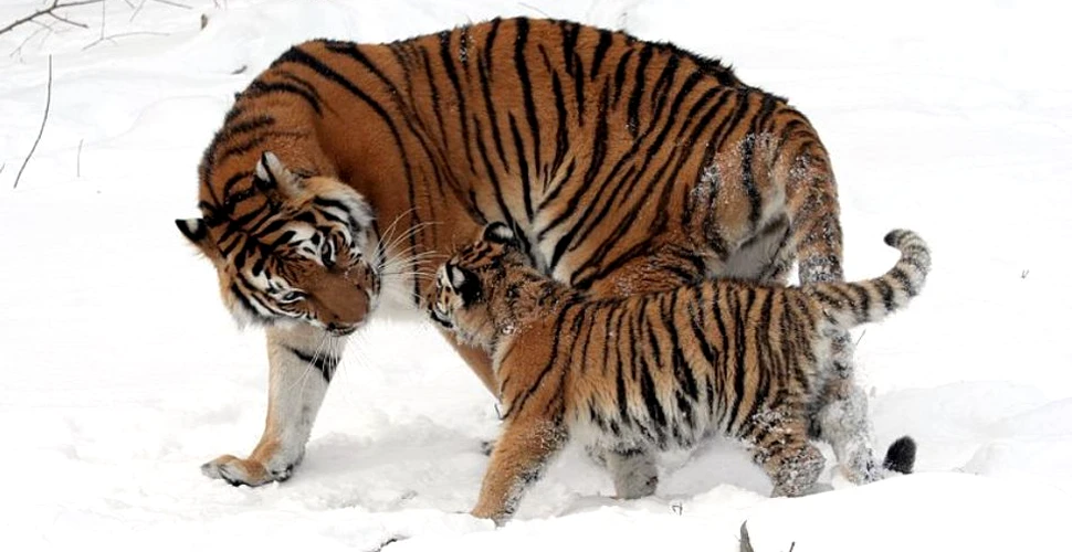 China şi Rusia încearcă să salveze tigrii siberieni