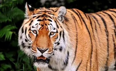 Conflict diplomatic ruso-iranian declansat de un tigru bolnav