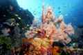 Marea Barieră de Corali din Australia ar trebui inclusă pe lista patrimoniilor „în pericol”