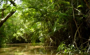 Suprafaţa defrişată în jungla amazoniană, de 6 ori mai mare decât anul trecut!