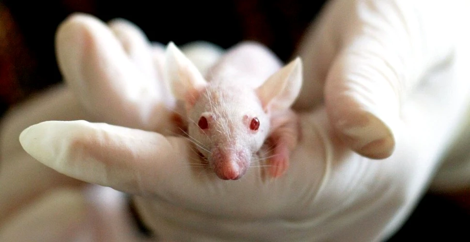 Cercetătorii au reușit să regenereze nervul optic al unui șoarece