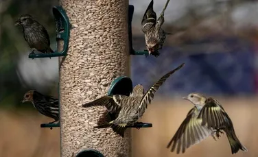 Hrănirea păsărilor are efecte benefice pentru oameni