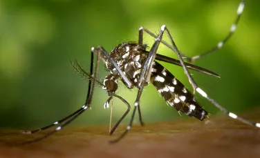 Cum poţi ţine ţânţarii la distanţă fără să foloseşti insecticide