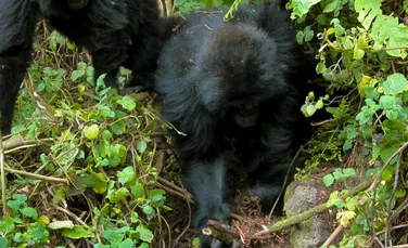 Gorilele tinere au învăţat să demonteze capcanele braconierilor din sălbăticie – VIDEO