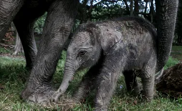 Un pui de elefant dintr-o specie aflată în pericol de dispariție s-a născut într-un parc natural din Indonezia
