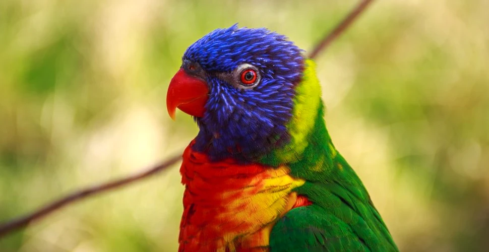 Secretul inteligenţei papagalilor a fost în sfârşit scos la iveală