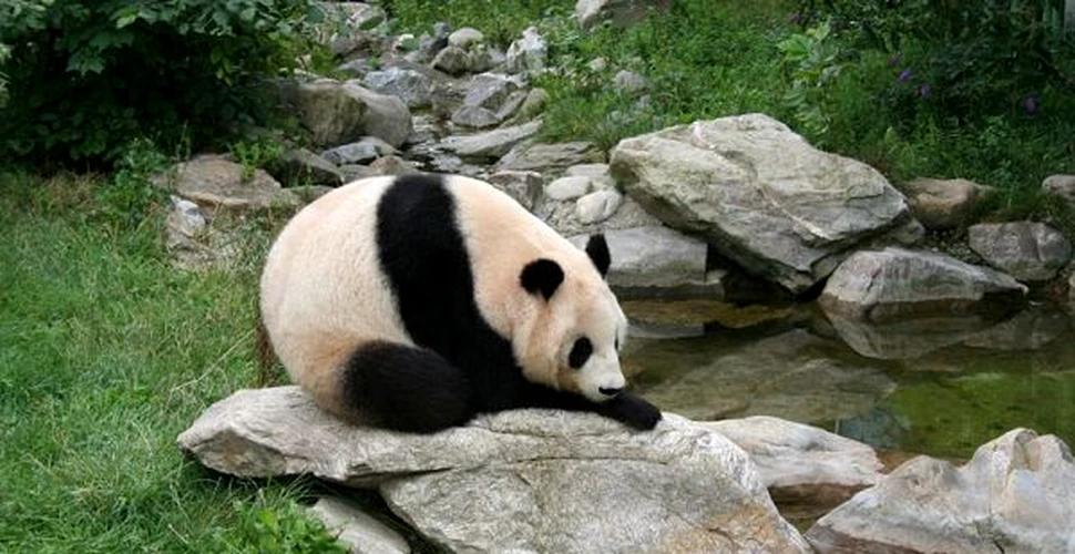Vorbaret si “macho”: asa e un mascul adevarat… in lumea ursilor panda