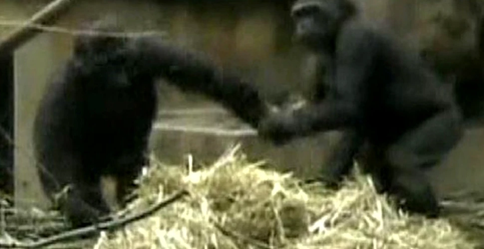 Gorilele joaca leapsa (VIDEO)