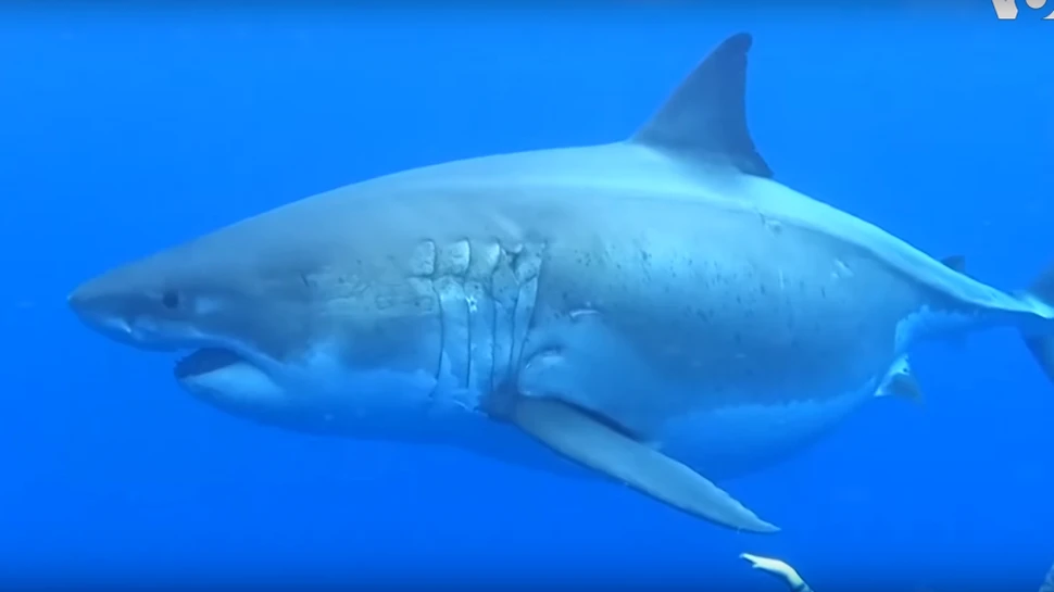 Un ”gigant” de şase metri lungime, filmat în apropiere de Hawaii – VIDEO