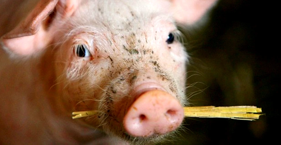 Pesta porcină: peste 350.000 de porci au fost ucişi, iar sute de oameni şi-au pierdut locurile de muncă