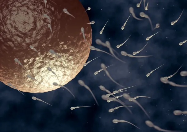 Un singur ovul, sute de milioane de spermatozoizi: justificarea biologică a acestei „risipe” nu a fost găsită încă.