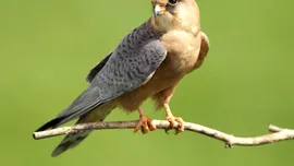 Biologii au descoperit cele mai zgomotoase păsări din lume