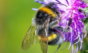 Cum rezistă reginele albinelor la inundațiile de iarnă?