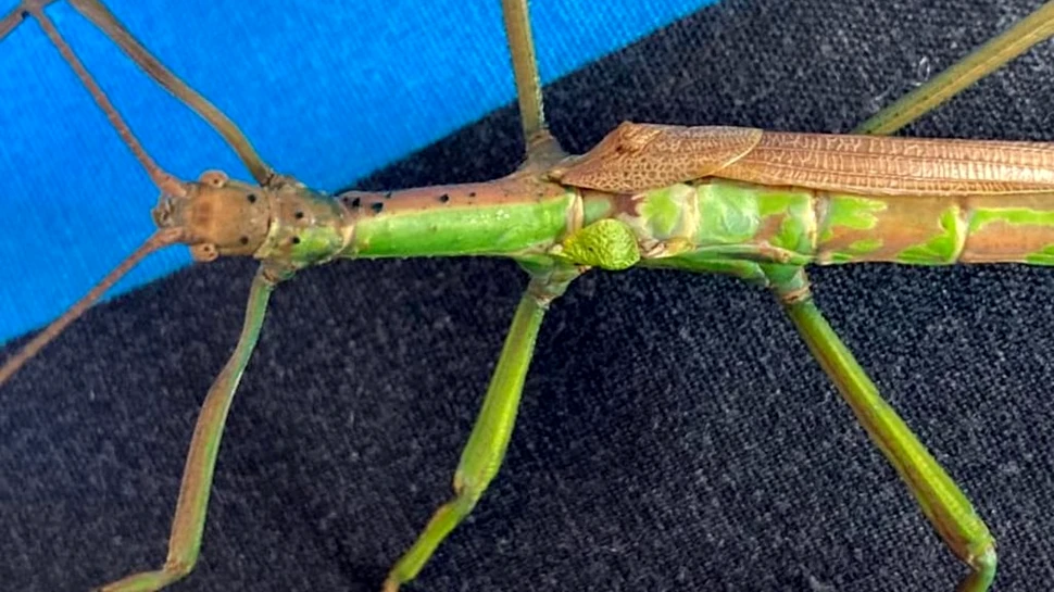 Insecta-băț poate fi si mascul și femelă. Este primul caz confirmat la această specie