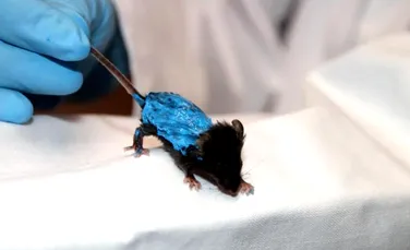 Ce poţi descoperi dacă ungi un şoarece cu soluţie de latex?