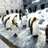 Singura grădină zoologică din România unde pot fi văzuți pinguini