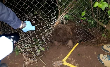 Jandarmi şi vânători au eliberat un pui de urs captiv într-un gard de sârmă din Braşov
