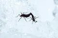 Cum supraviețuiește singura insectă nativă din Antarctica?