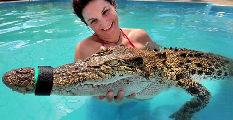 Ai curaj? Inoata alaturi de crocodili!