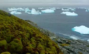 Veste îngrijorătoare din partea cercetătorilor: Antarctica devine verde şi de nerecunoscut. Imagini ULUITOARE – FOTO