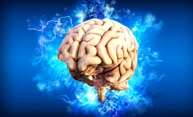 Un creier mai mare reprezintă un indicator al unei memorii mai bune?
