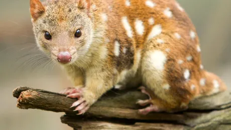 O specie de marsupiale, pe cale de dispariție pentru că se împerechează prea mult