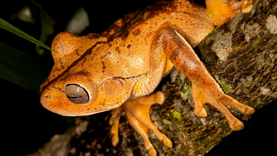 O specie de broască braziliană ar putea fi primul exemplu de amfibian care polenizează florile