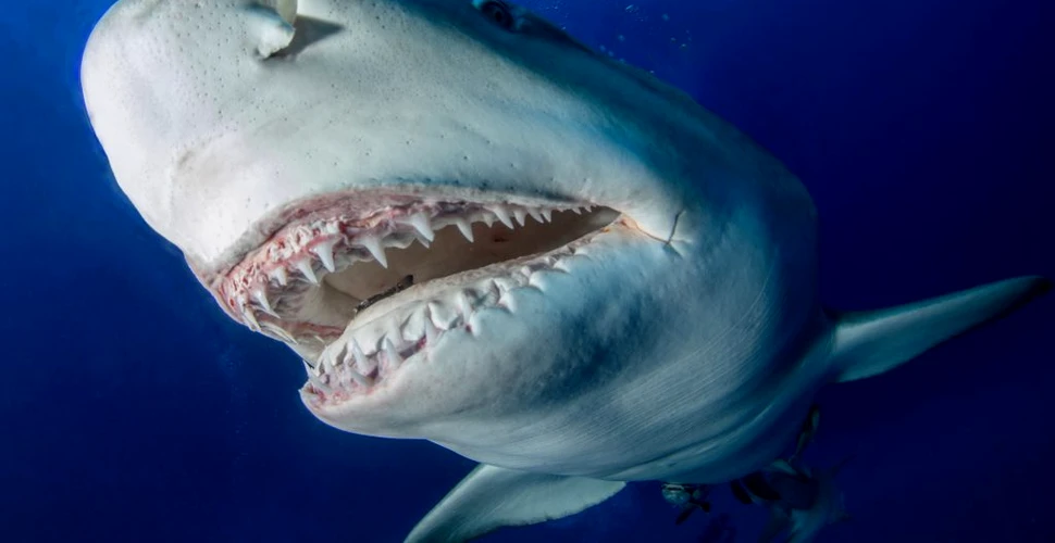 Un studiu sugerează că și rechinii ar forma „prietenii” de lungă durată