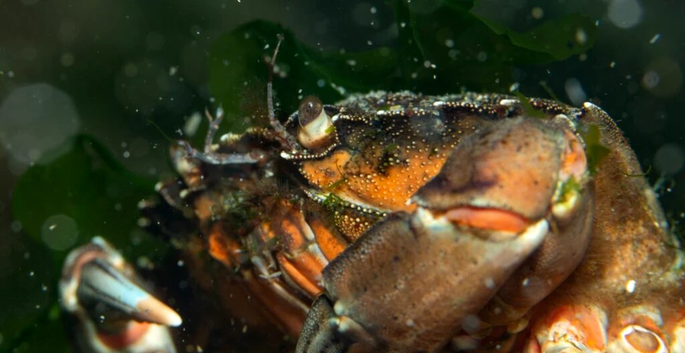 Poluarea fonică de la nave scade apetitul sexual al crabilor