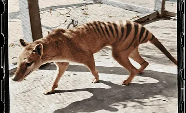 Un film cu ultimul tigru tasmanian, dispărut acum 85 de ani, a fost refăcut color