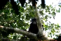 O specie complet nouă a fost descoperită în pădurea tropicală din Congo