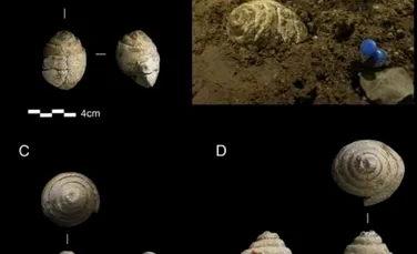 Oamenii de Neanderthal erau capabili de gândire abstractă, sugerează fosilele