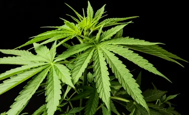 În aceste state americane s-a aprobat consumul de marijuana în scop recreativ