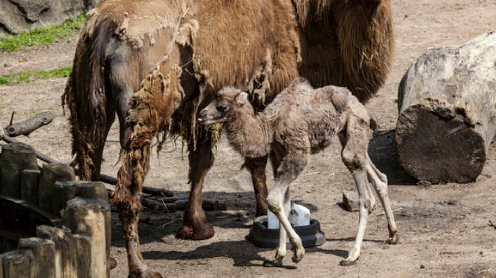 Un pui de cămilă din Chicago, numit Alexander Camelton, a devenit senzaţie în mediul online