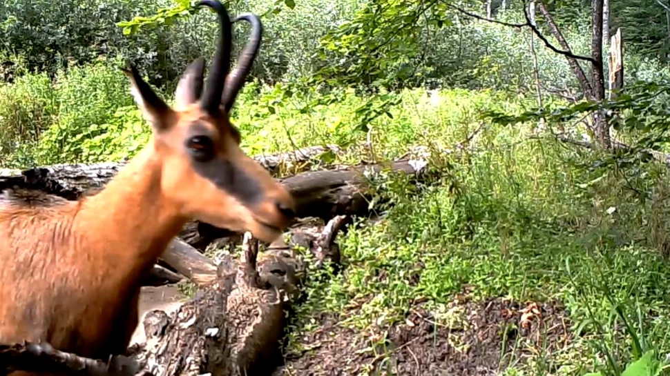 O capră neagră, surprinsă în prim-plan într-o pădure din Parcul Național Buila – Vânturarița