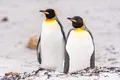 Ceva tulburător se întâmplă cu pinguinii care au mâncare la discreție
