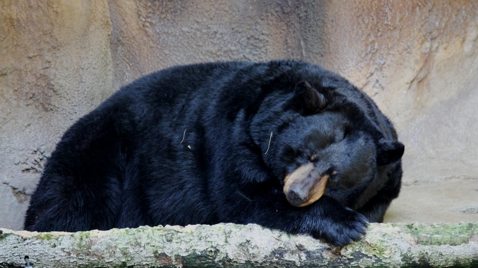 Hibernarea asigură vindecarea urşilor