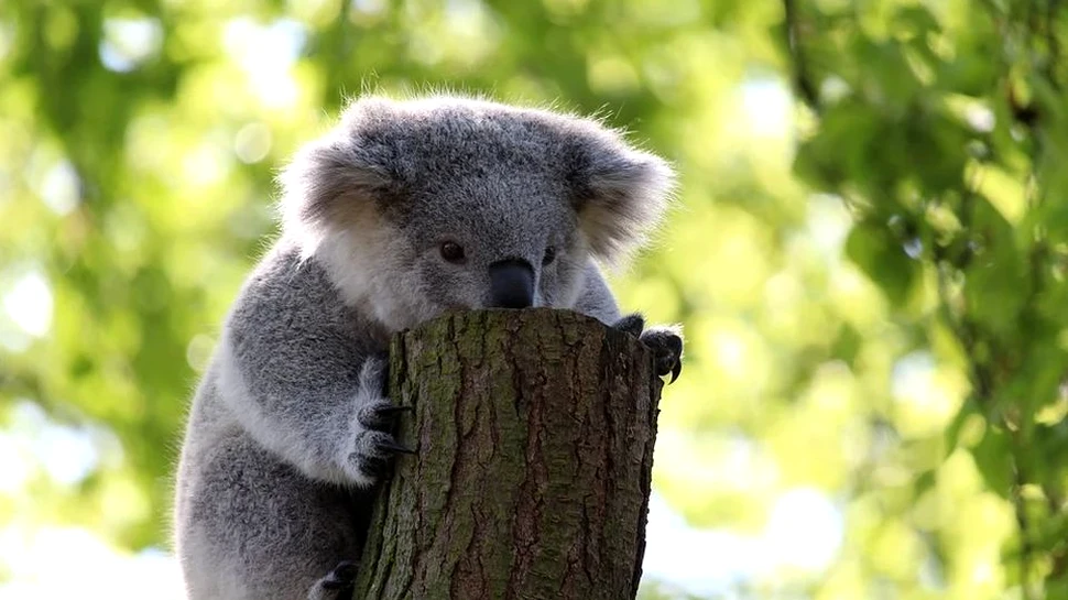Cum bea apă un koala? Într-un alt fel faţă de cum ai putea crede